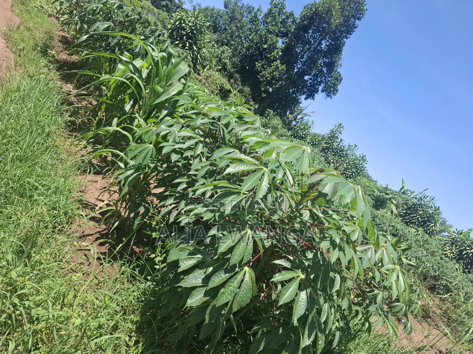 Plot for Sale