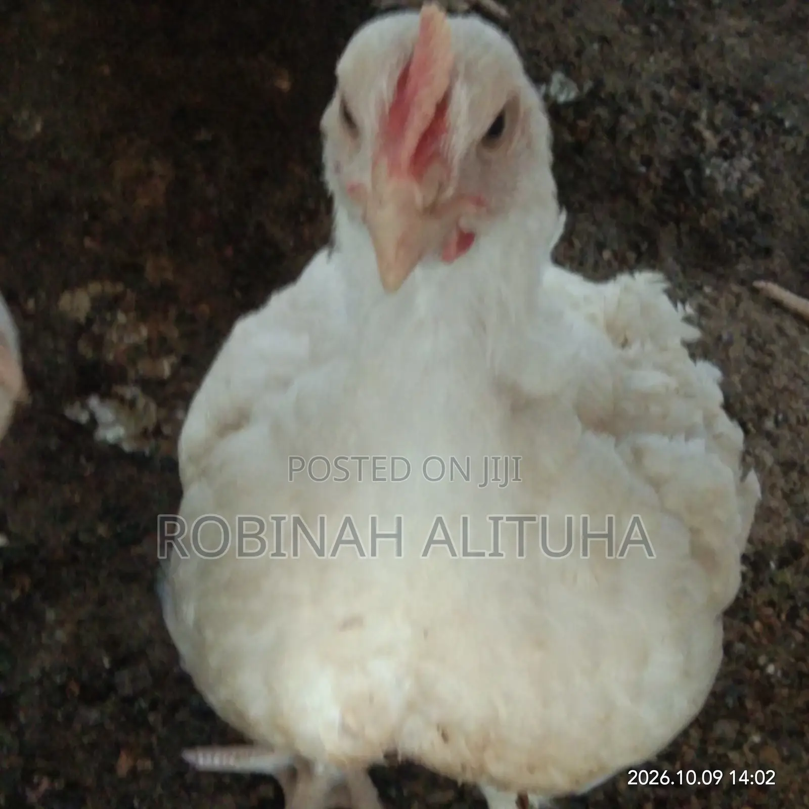 Gero Poultry Farm