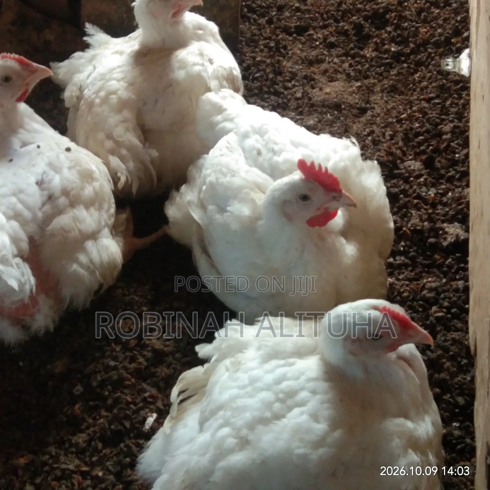 Gero Poultry Farm