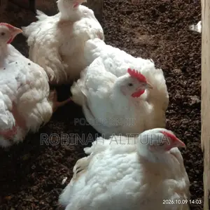 Gero Poultry Farm