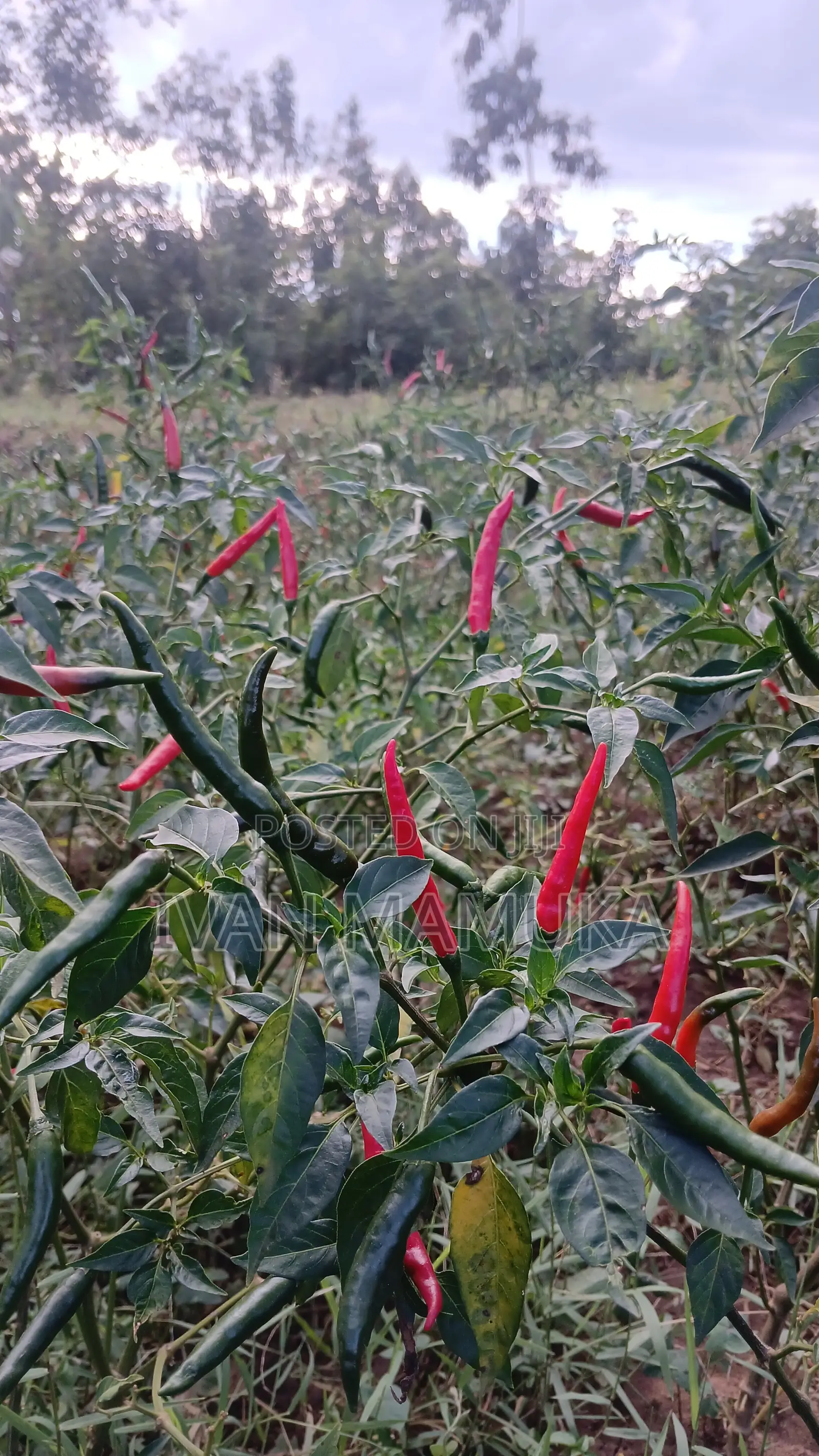 Red and Green Chillies