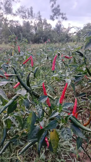 Red and Green Chillies