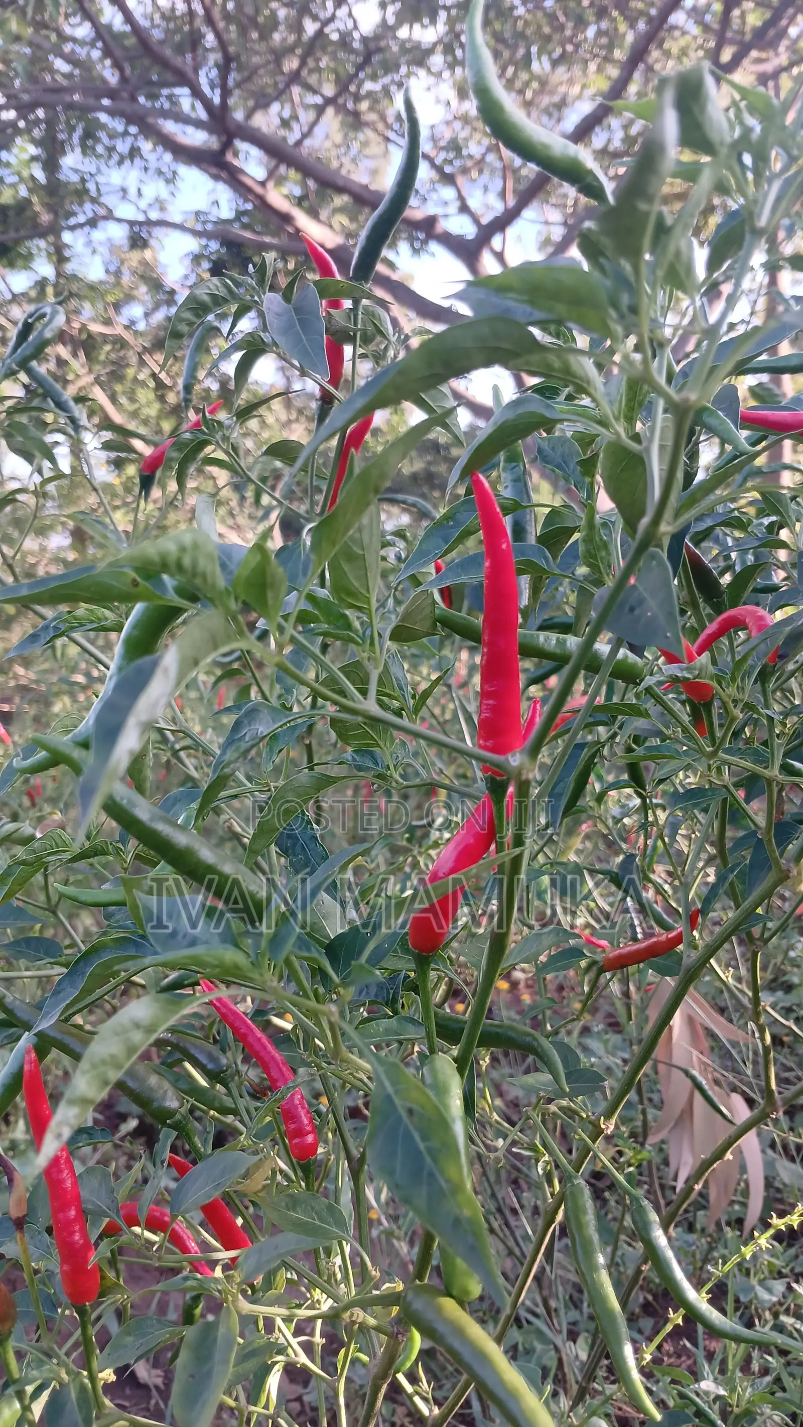 Red and Green Chillies
