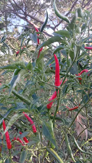 Red and Green Chillies
