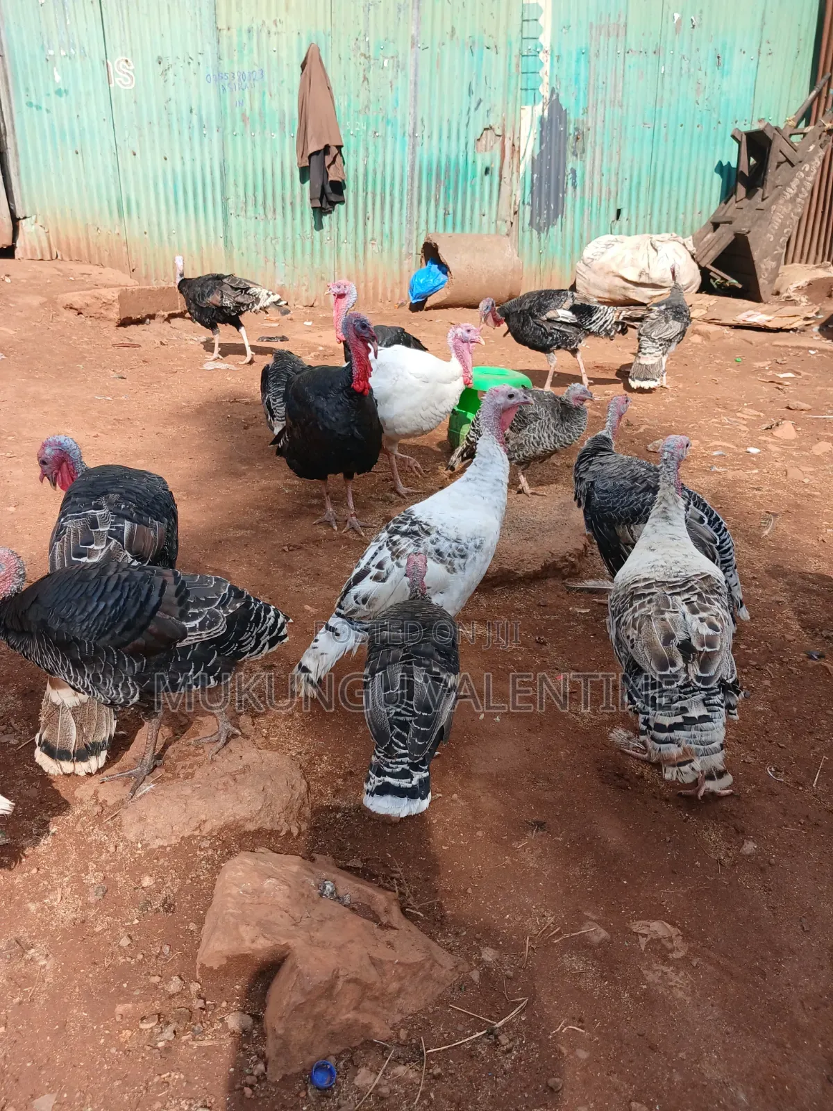Turkey Available for Sale