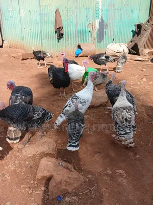 Turkey Available for Sale