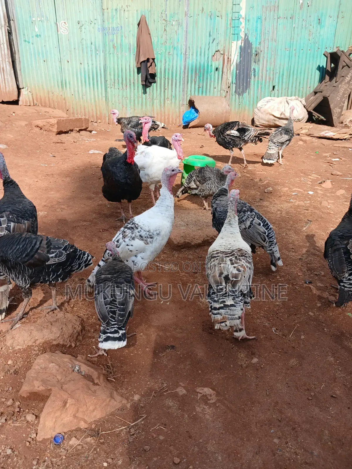 Turkey Available for Sale