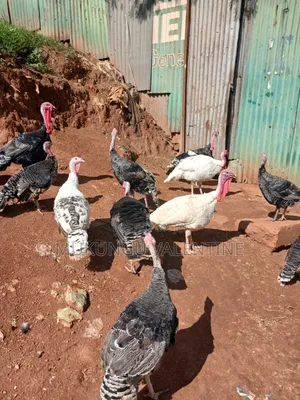 Turkey Available for Sale
