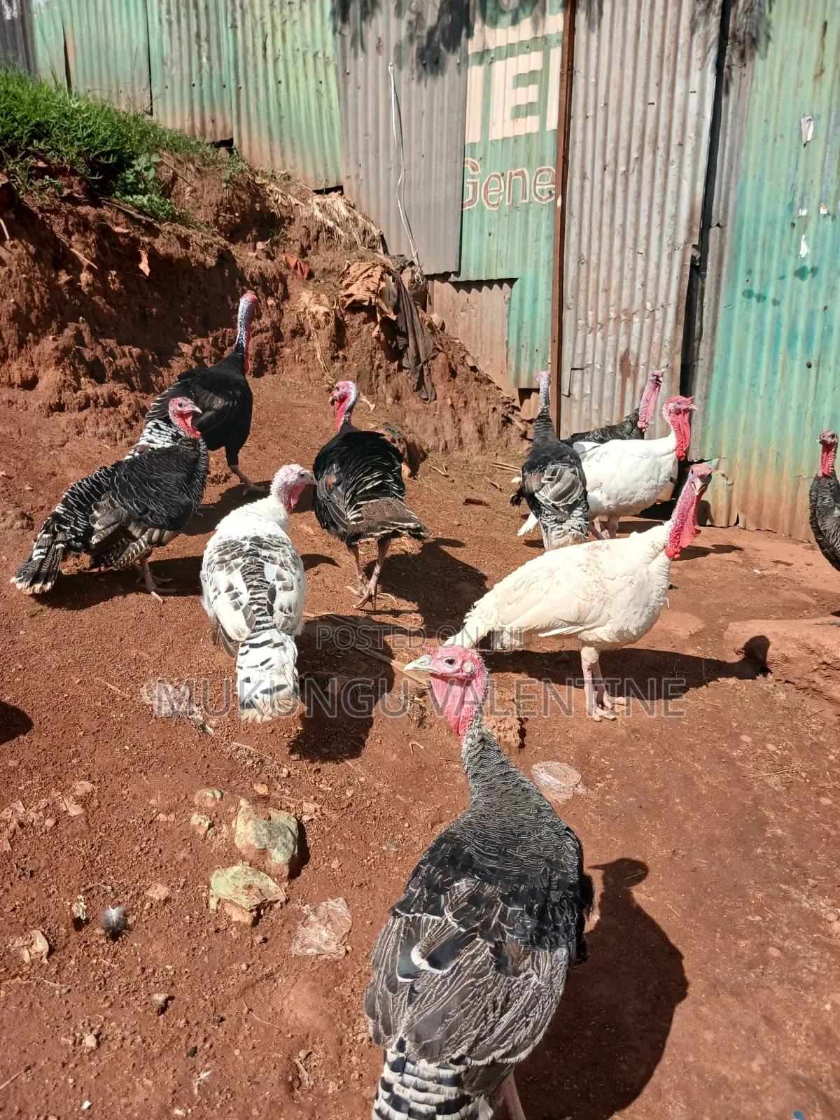Turkey Available for Sale