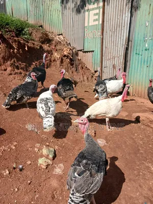 Turkey Available for Sale