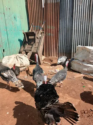 Turkey Available for Sale
