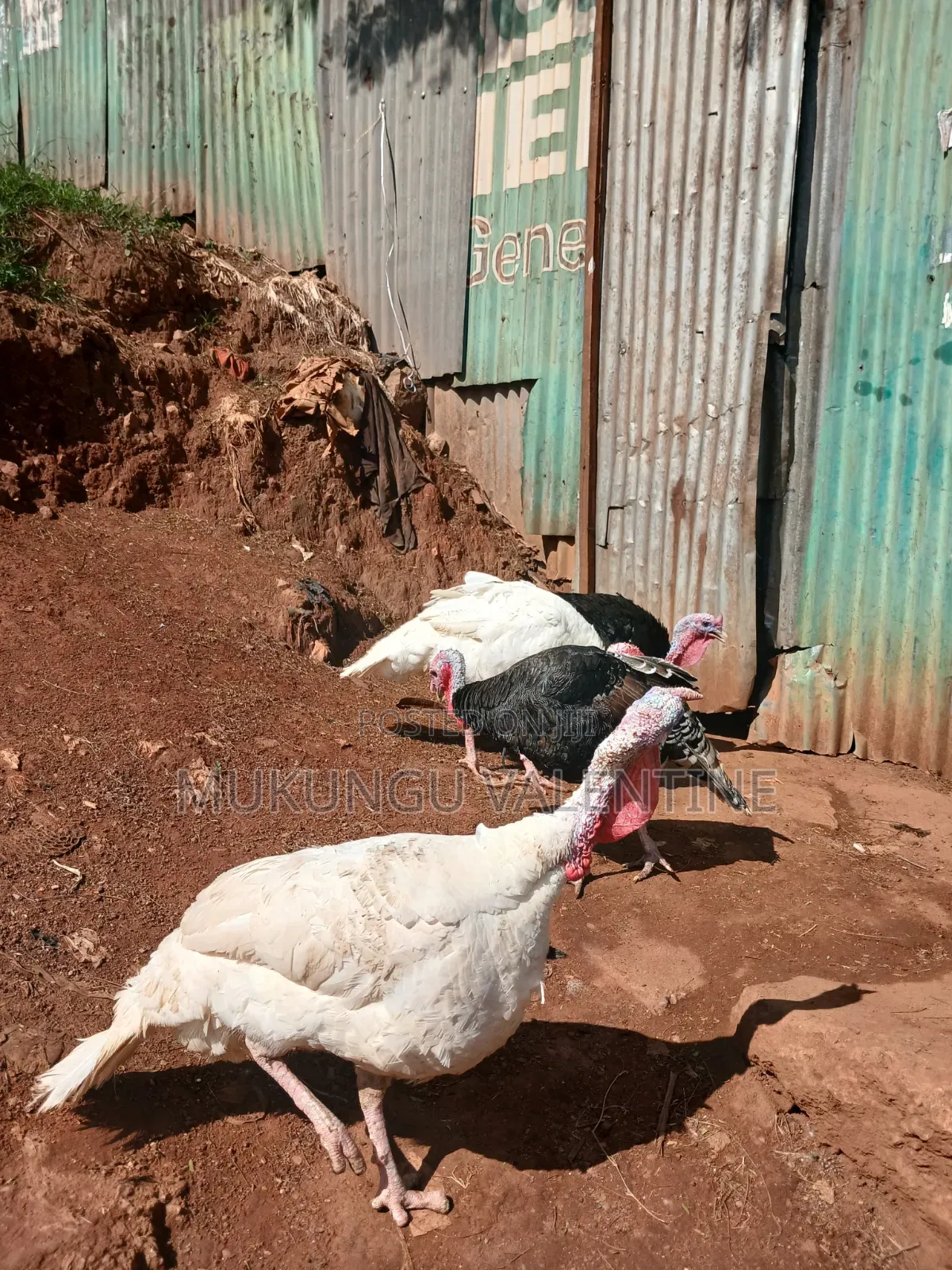 Turkey Available for Sale