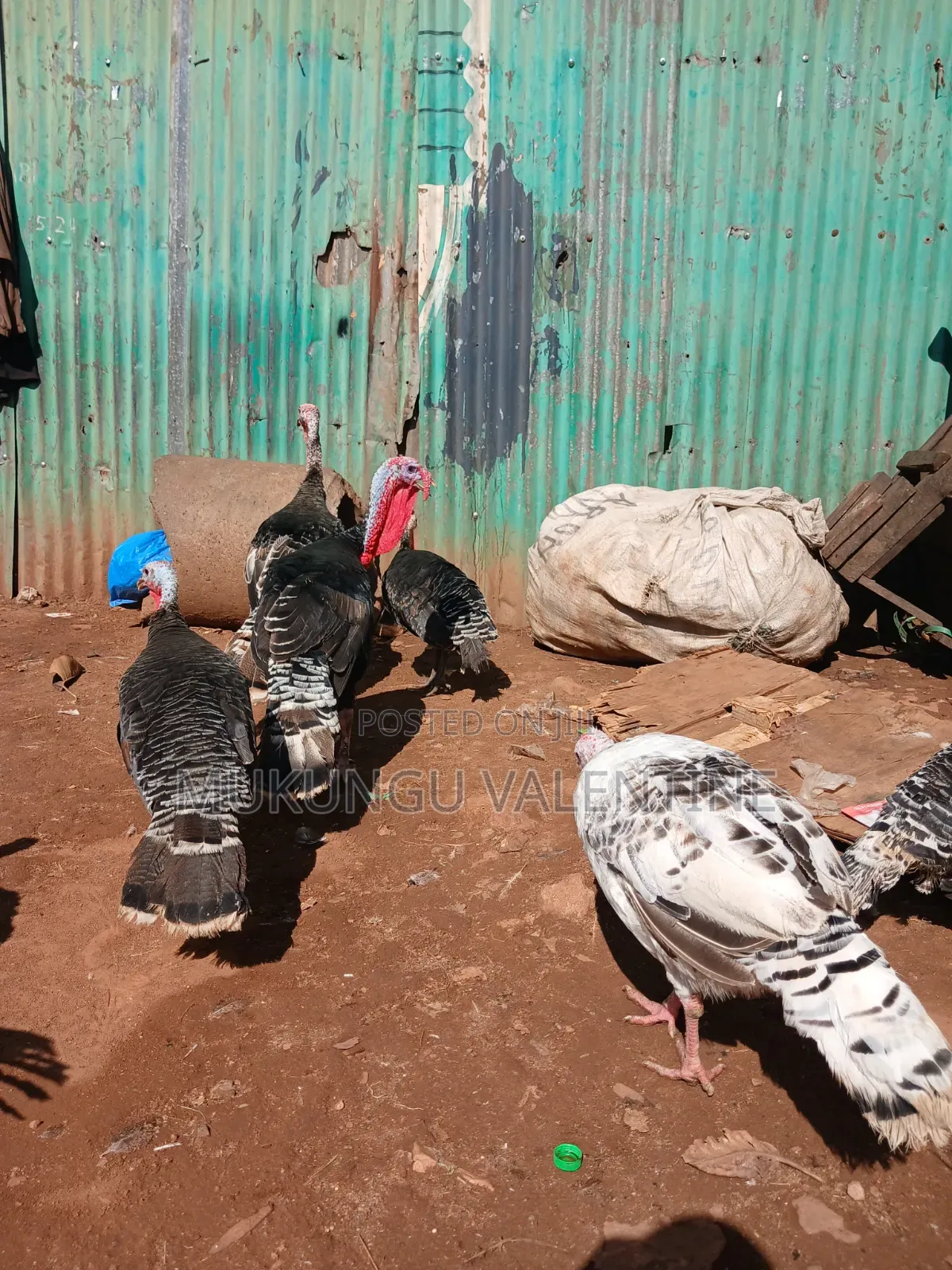 Turkey Available for Sale