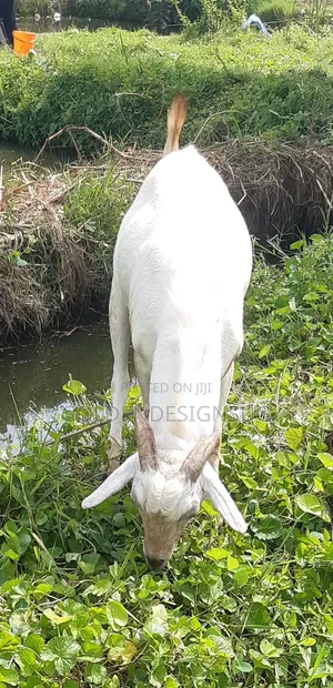 He Goat on Quicksale