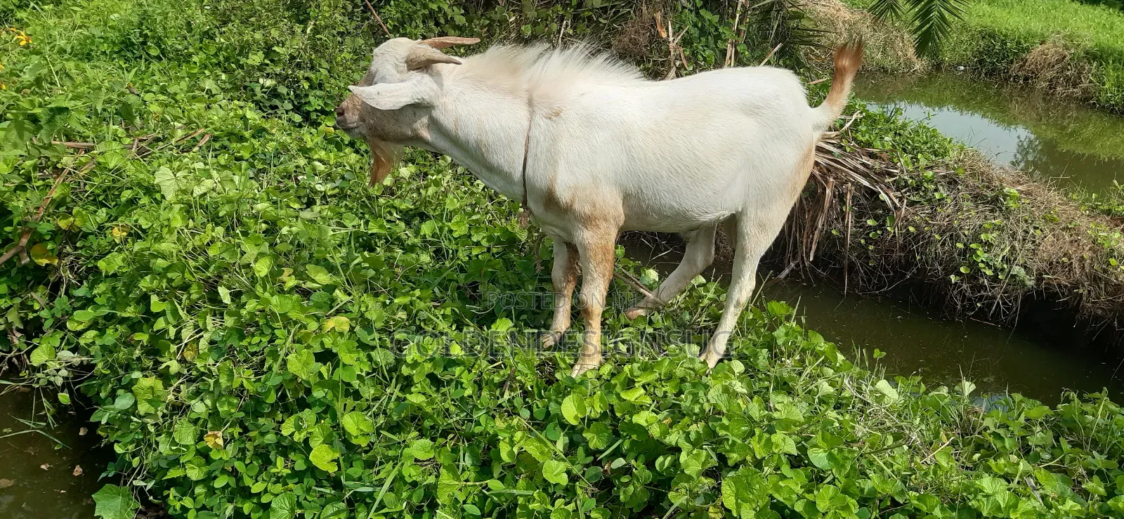 He Goat on Quicksale