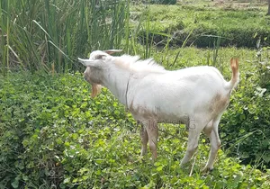 He Goat on Quicksale