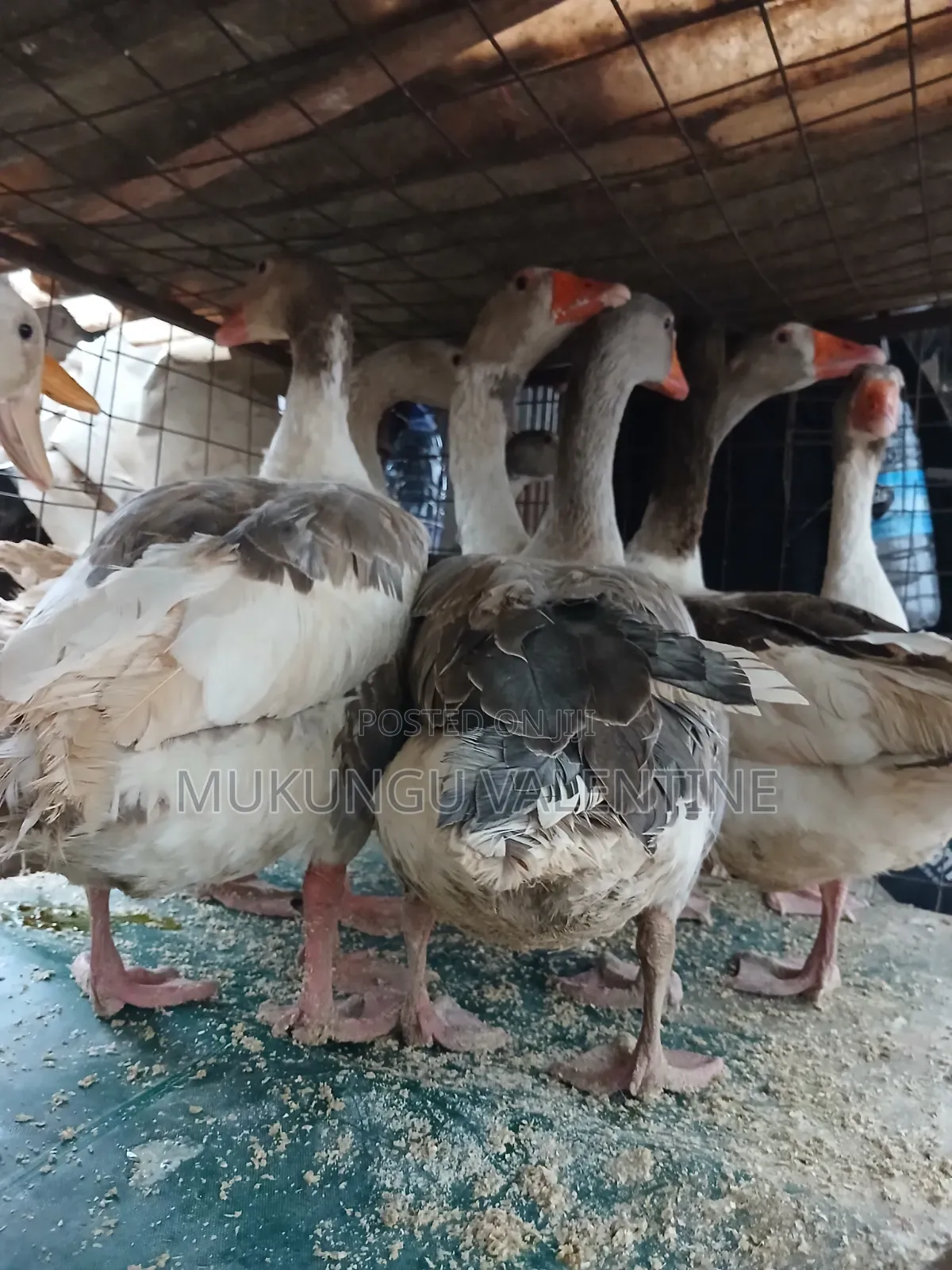 Geese Available for Sale