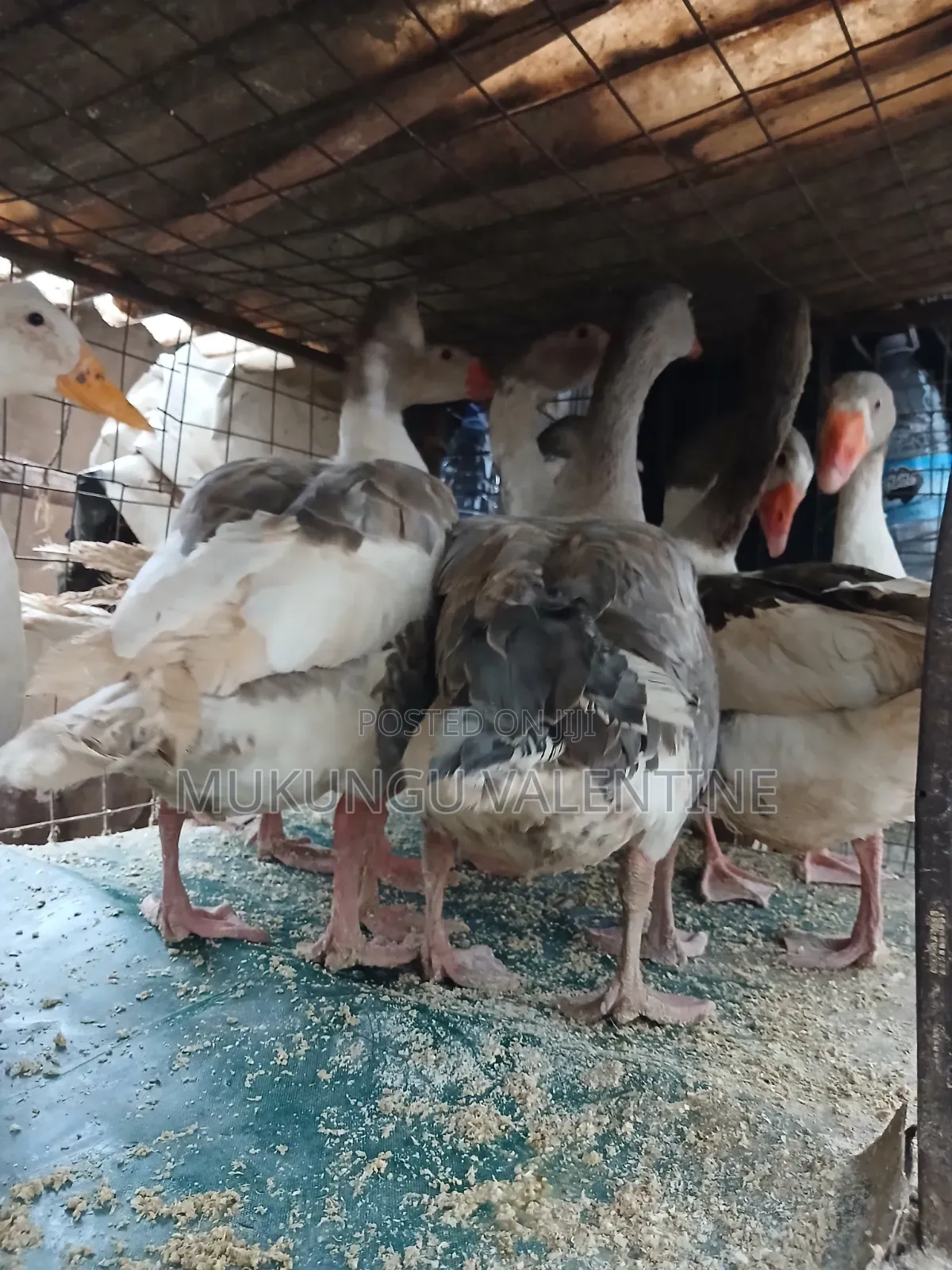Geese Available for Sale