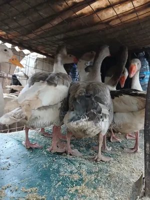 Geese Available for Sale