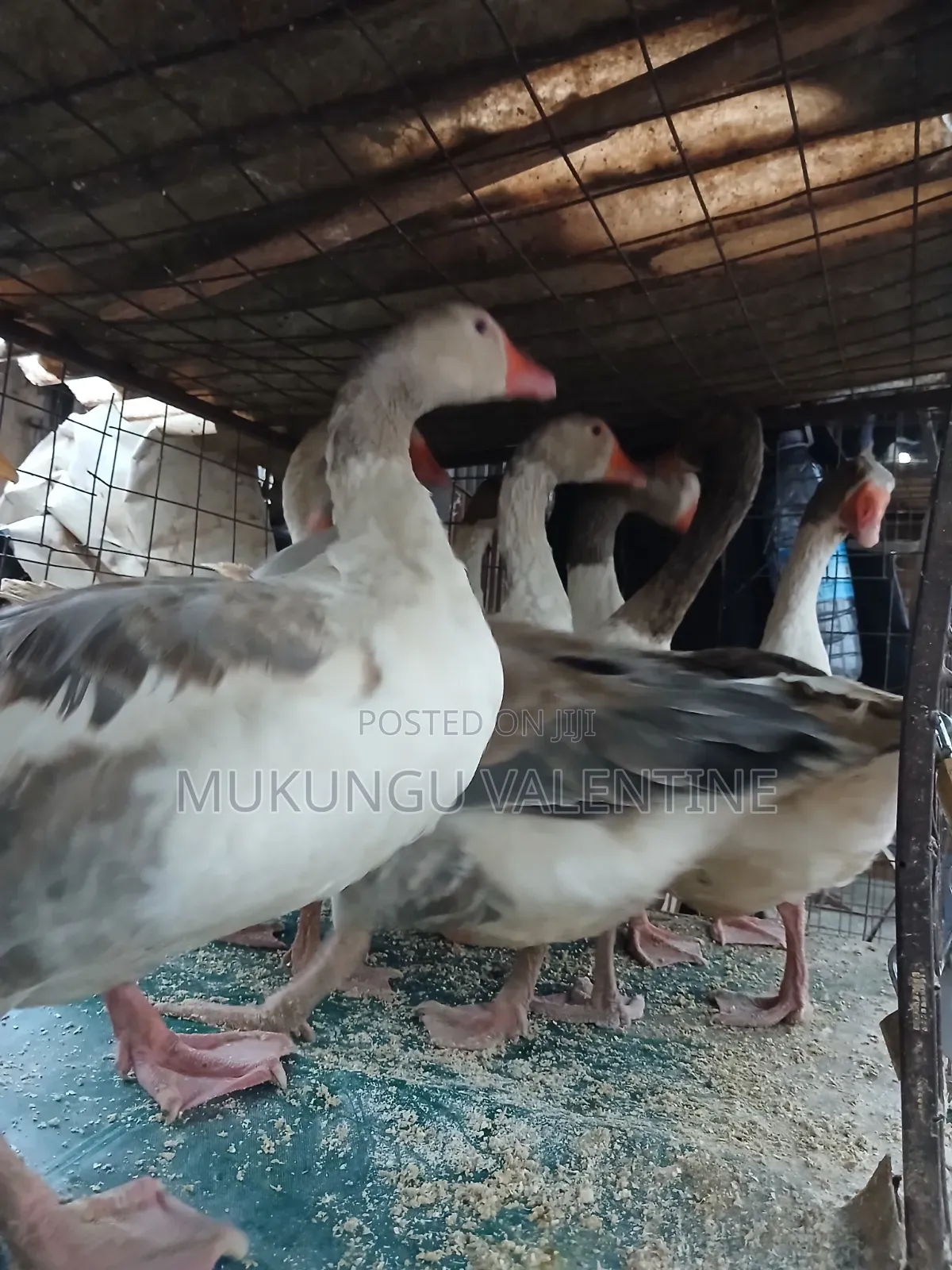 Geese Available for Sale