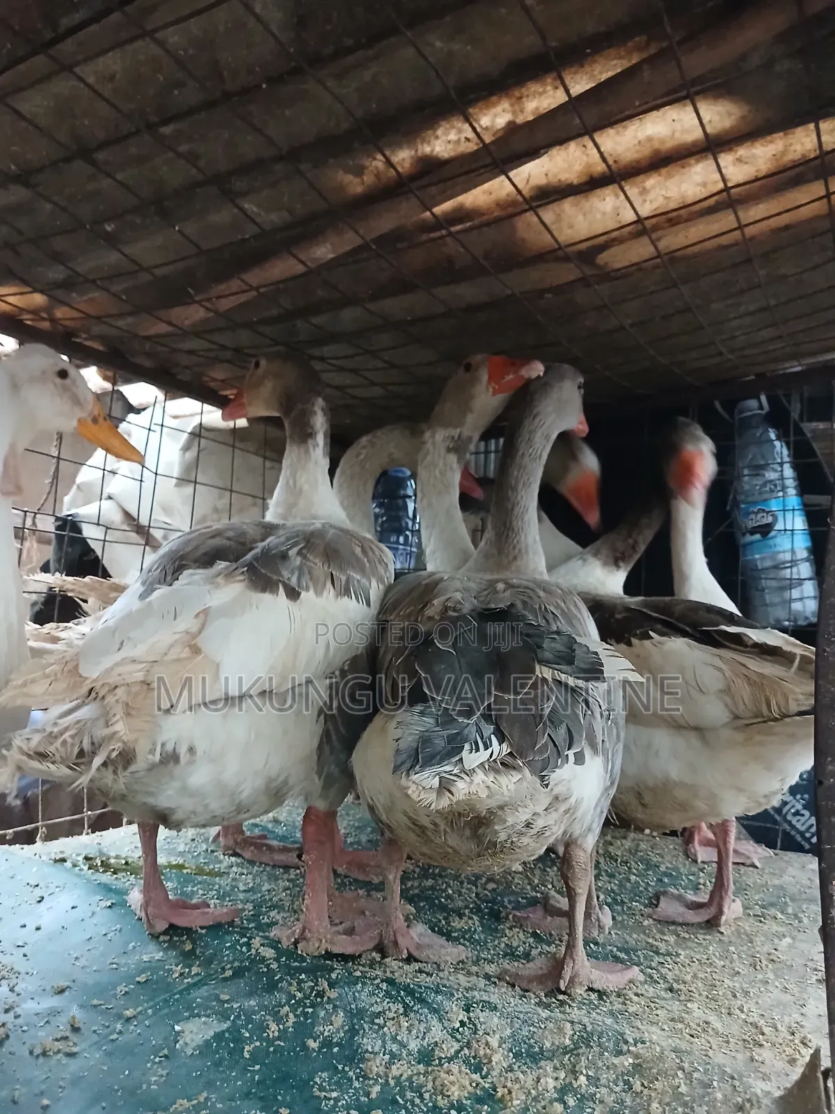 Geese Available for Sale
