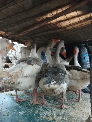 Geese Available for Sale
