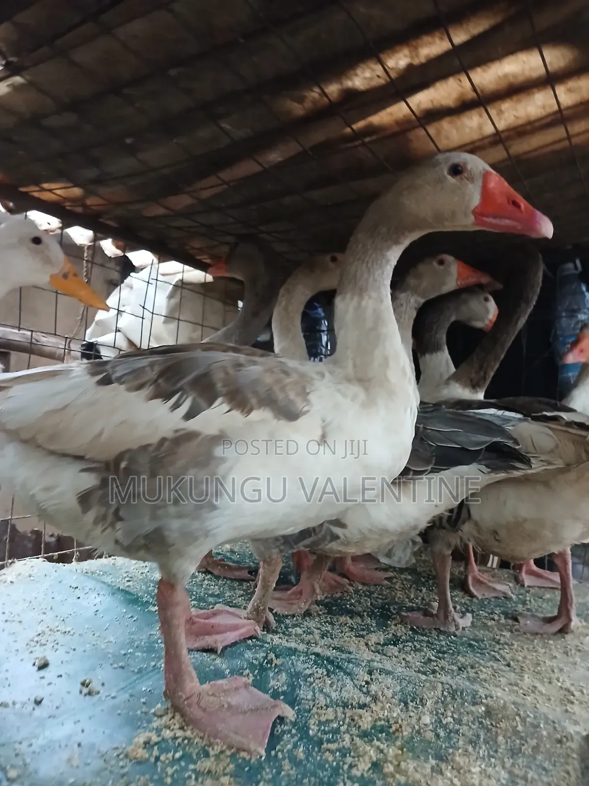 Geese Available for Sale
