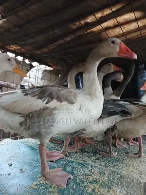 Geese Available for Sale
