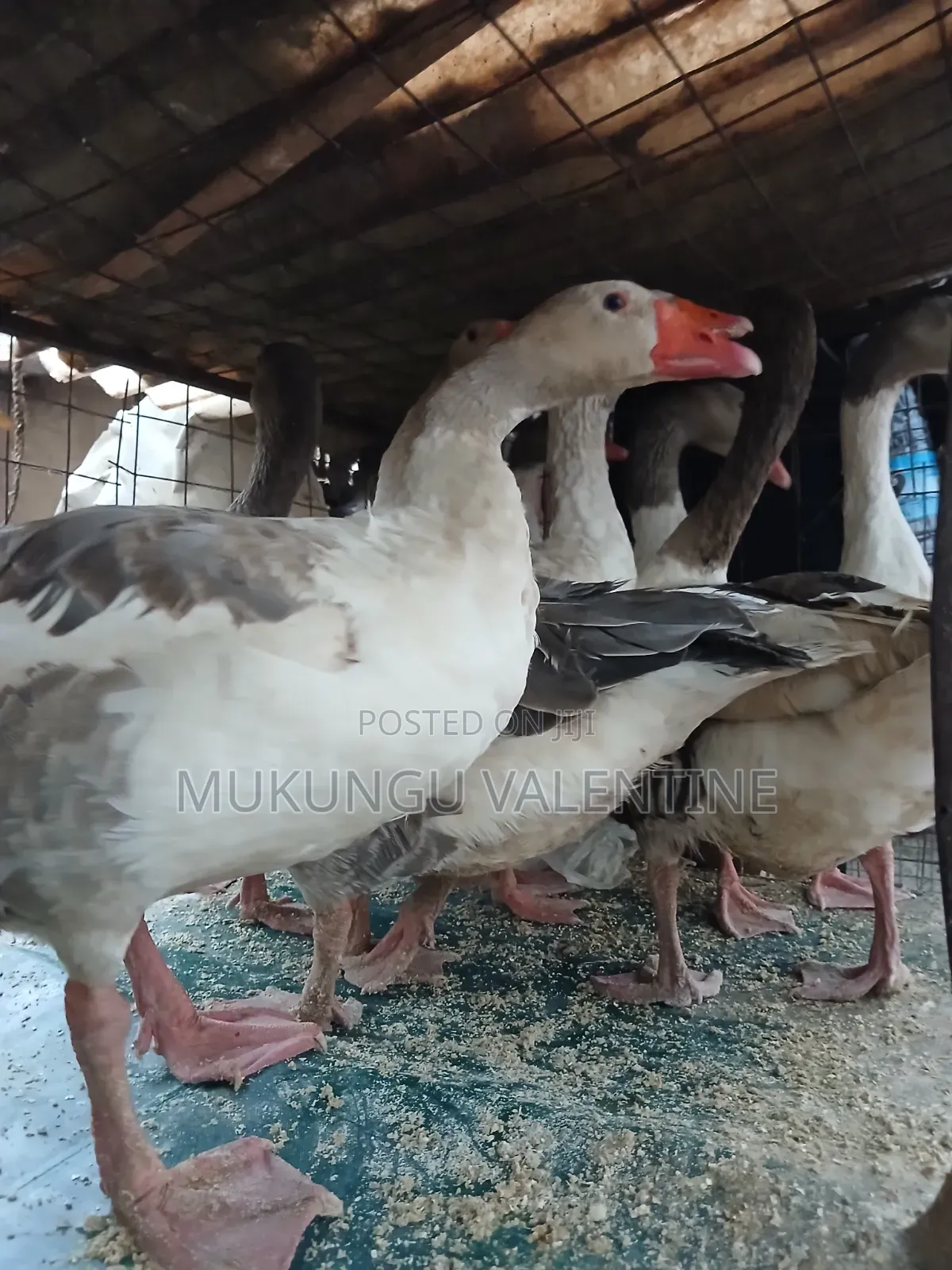 Geese Available for Sale