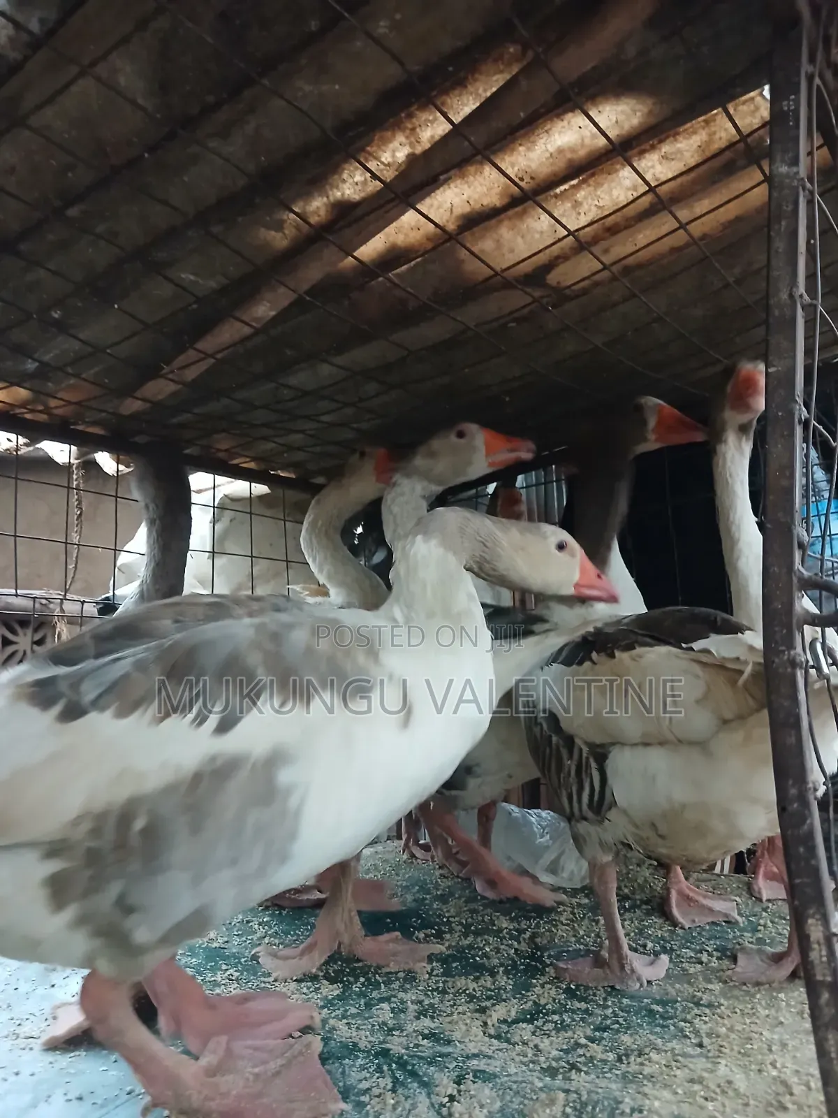 Geese Available for Sale