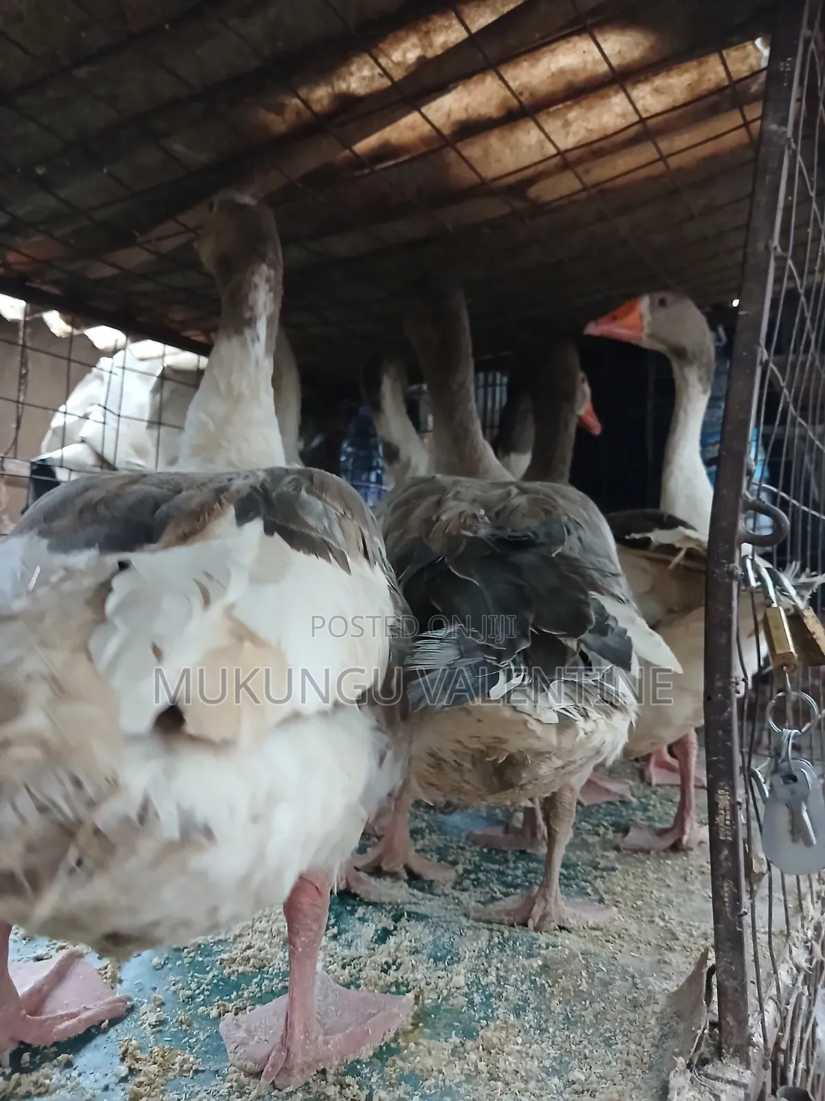 Geese Available for Sale