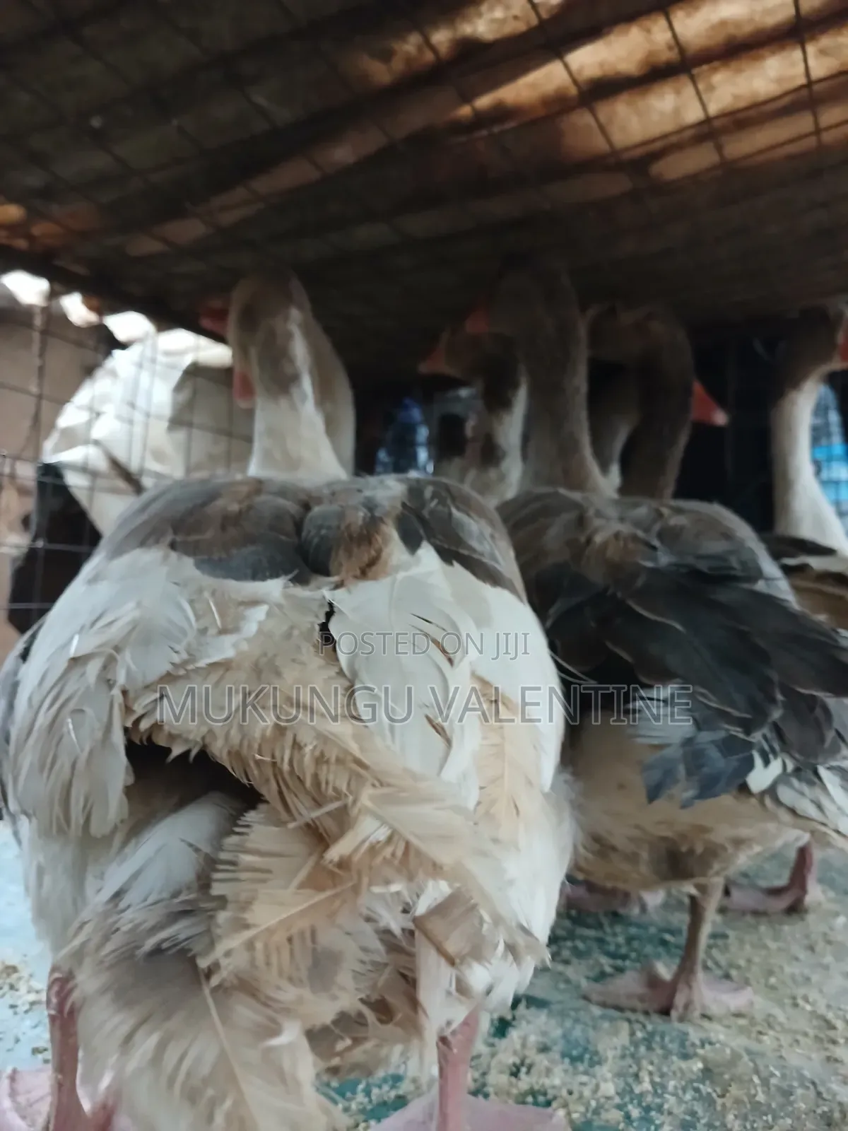 Geese Available for Sale