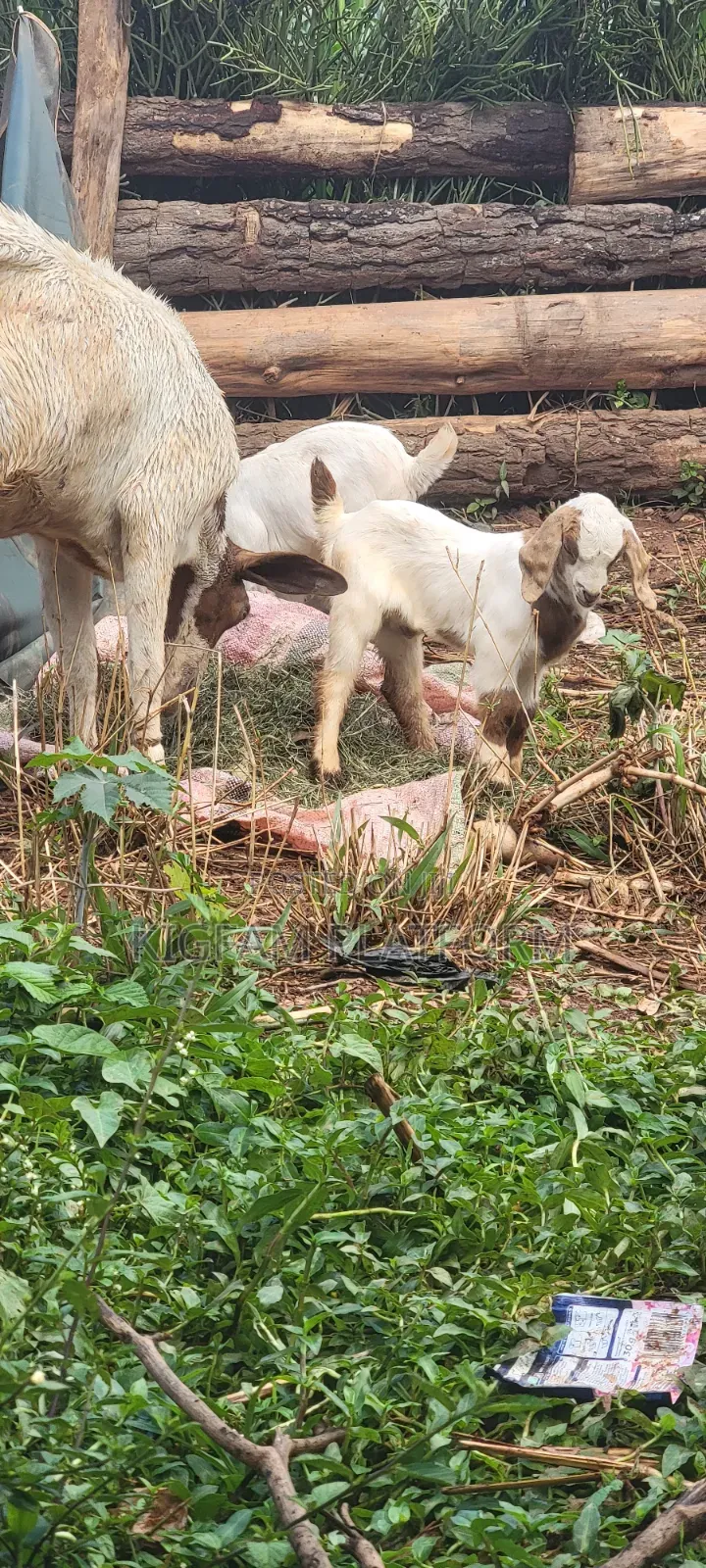 Boer Highbreed Goats With 2kids