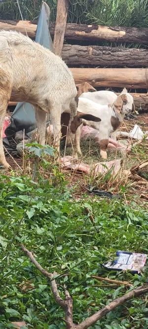 Boer Highbreed Goats With 2kids