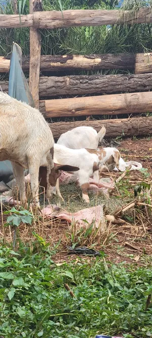 Boer Highbreed Goats With 2kids