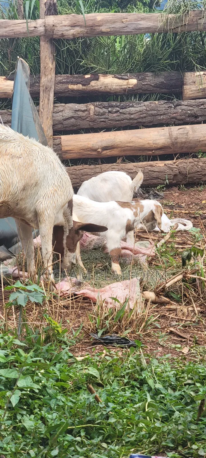 Boer Highbreed Goats With 2kids