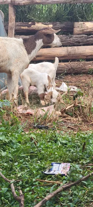 Boer Highbreed Goats With 2kids