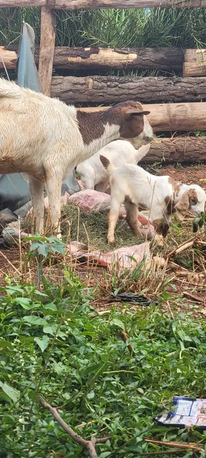 Boer Highbreed Goats With 2kids