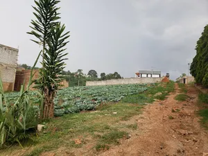 3 Plot of 50ft by 100ft at 160m Namugongo Sonde
