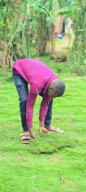 Bermuda Carpet Grass