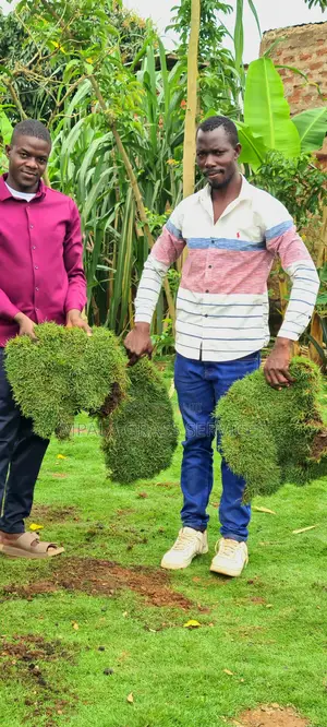 Bermuda Carpet Grass