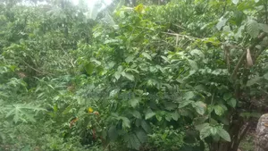 Kibanja for Sale