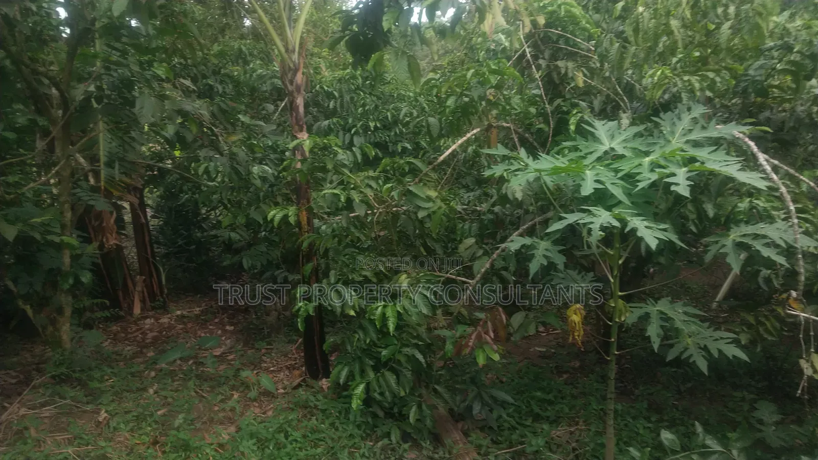 Kibanja for Sale