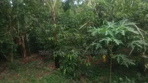 Kibanja for Sale
