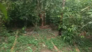 Kibanja for Sale