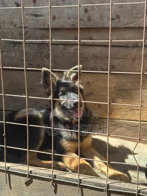1-3 months Male Purebred German Shepherd
