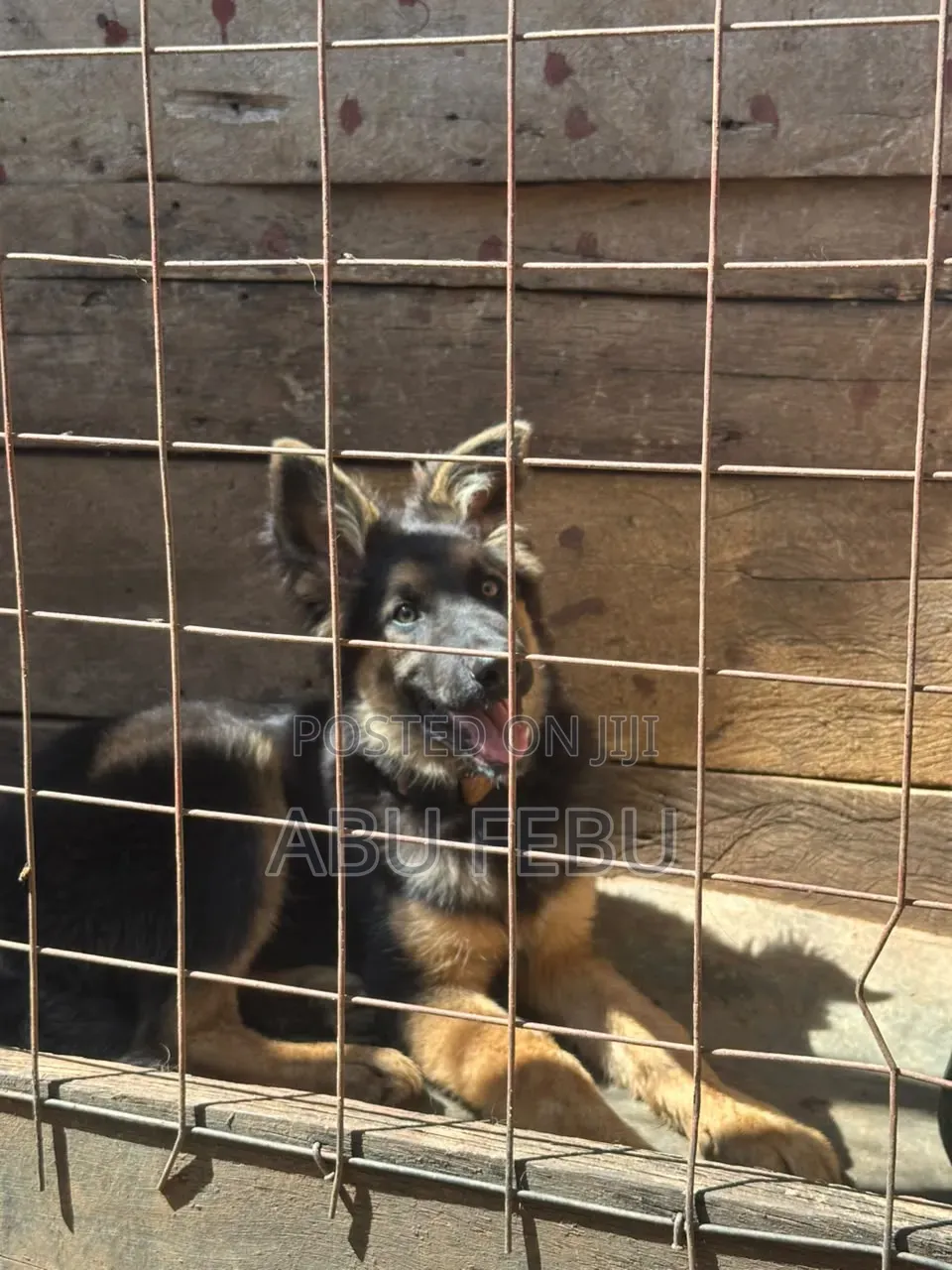 1-3 months Male Purebred German Shepherd