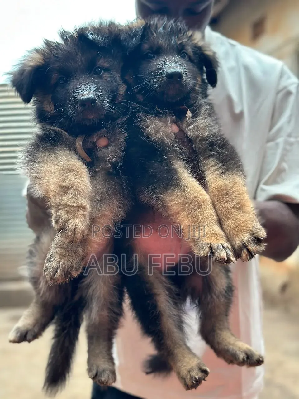1-3 months Male Purebred German Shepherd