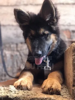 1-3 months Male Purebred German Shepherd