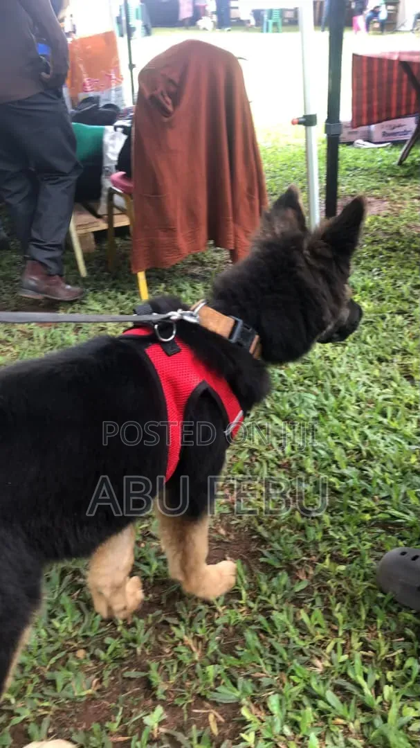 1-3 months Male Purebred German Shepherd